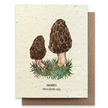 Seed Greeting Cards